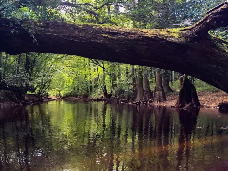A fallen cypress tree spans Cedar Creek in Congaree National Park