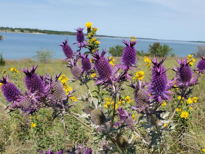 Leavenworth Eryngo and Maximillian Sunflowers