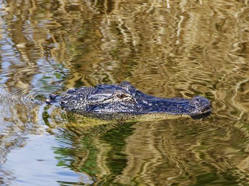 Alligator in the St Lucie Canal