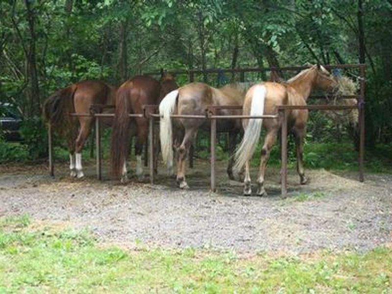 Horses corralled at Cataloochee Horse Camp
