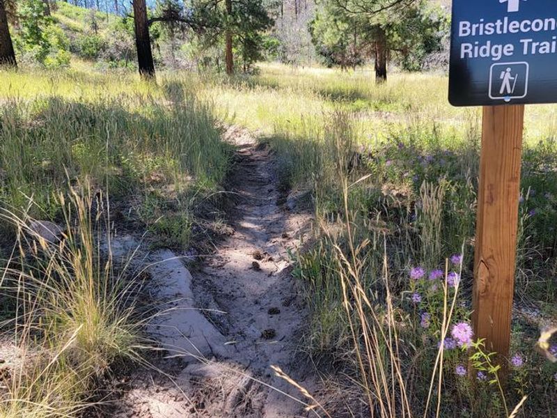The Bristlecone Ridge hiking trail.