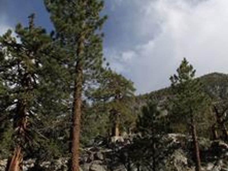 Beautiful Tall Pines, Trailkead eight of a mile away