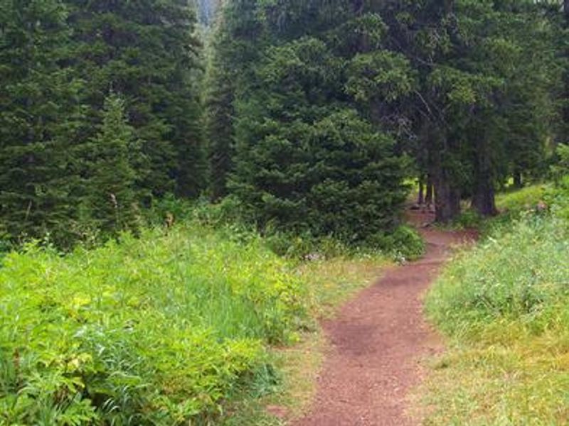 Trail Fork Trail--open to non-motorized uses and trail vehicles up to 50" wide