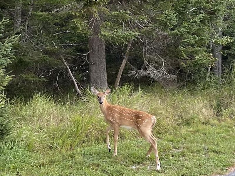 Deer in Seawall Campground. Remember to store all food and properly dispose of trash!