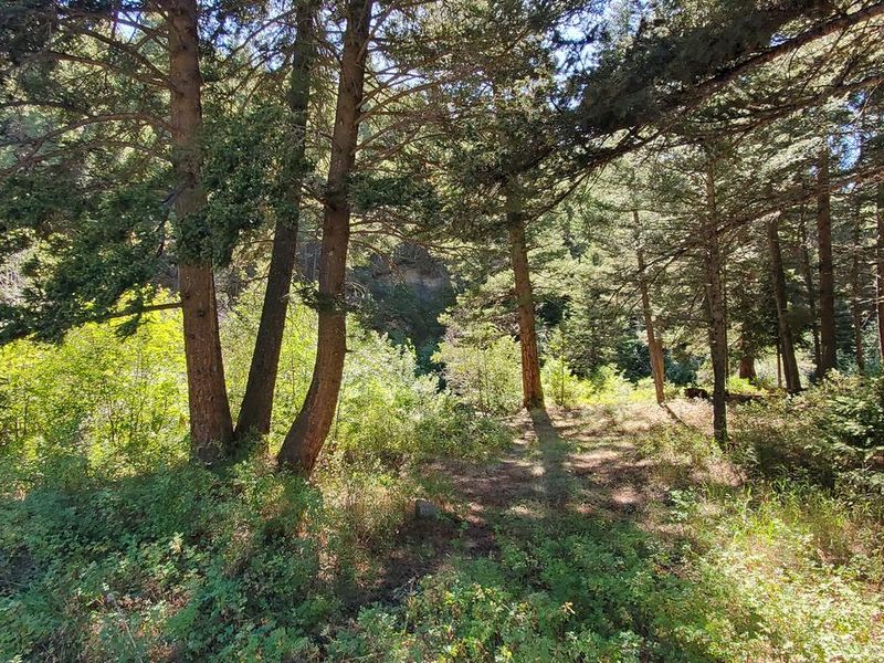 Wooded area adjacent to Racetrack Creek.