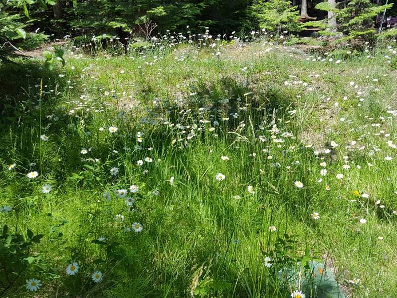 Flowers at Osprey Campground