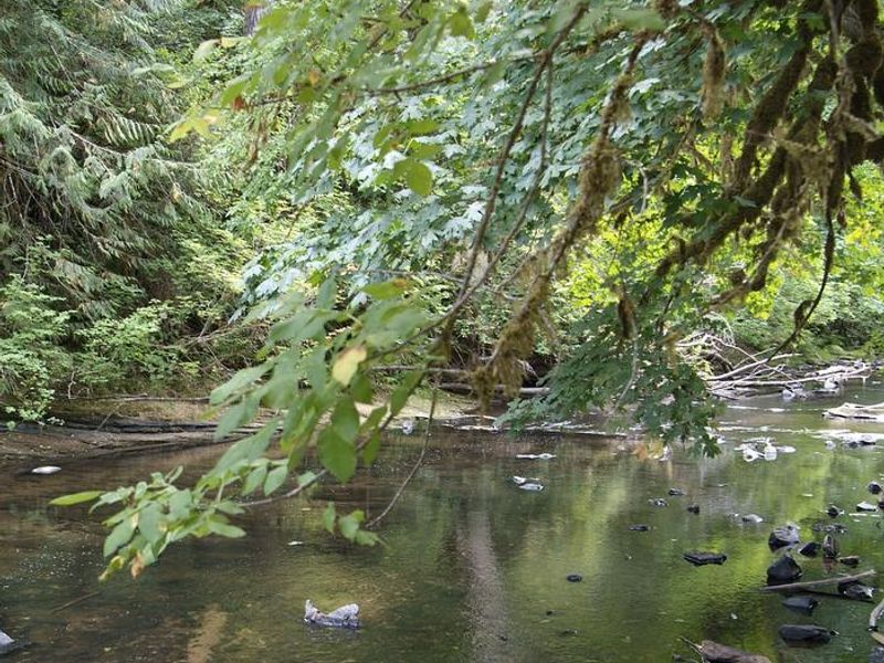 Siuslaw River access from campground.