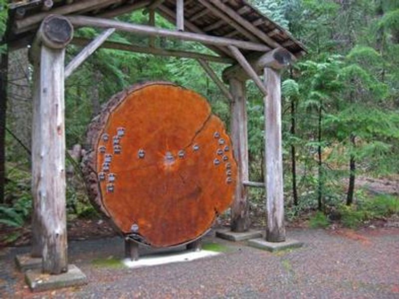 Old growth tree 'cookie' at the Ohanapecosh Visitor Center.