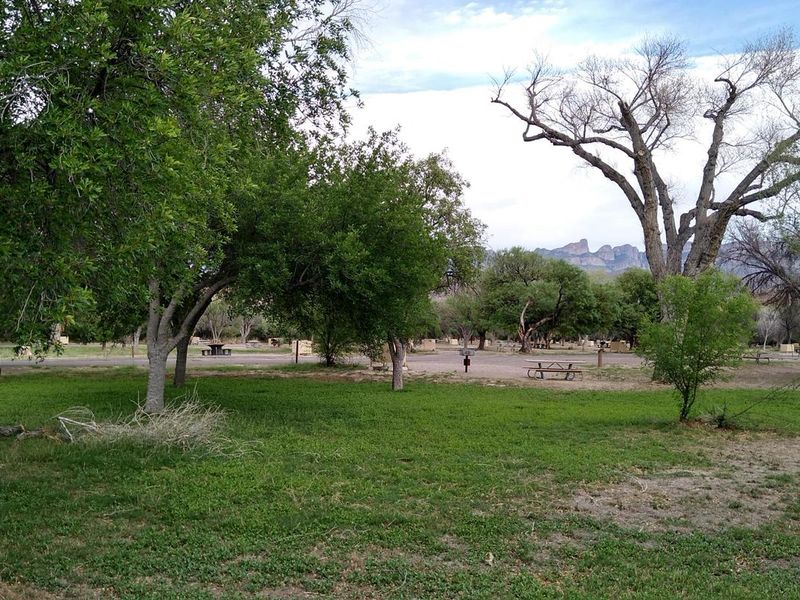 Campsites situated among trees