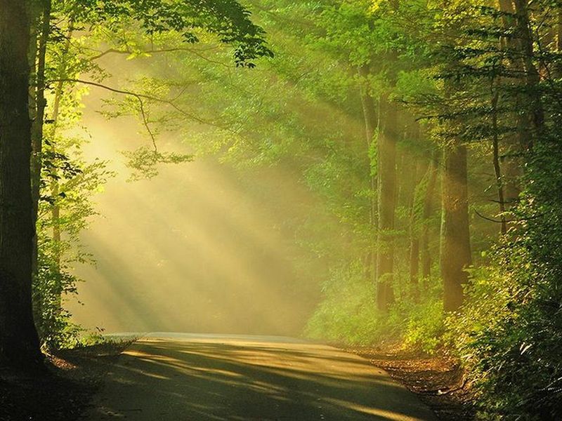 Sun streams through the trees over Balsam Mountain Road 