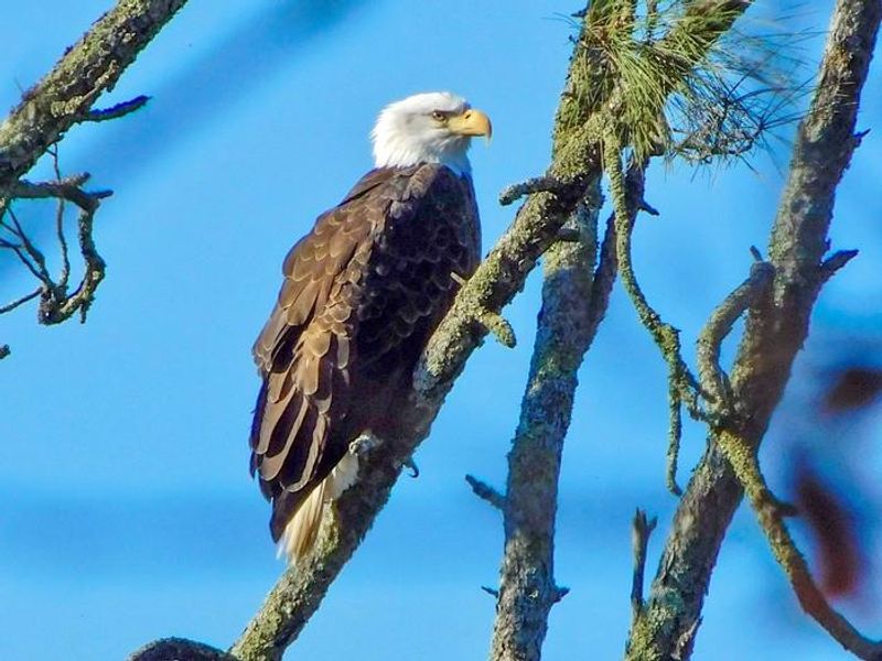 Lake Sonoma Wildlife