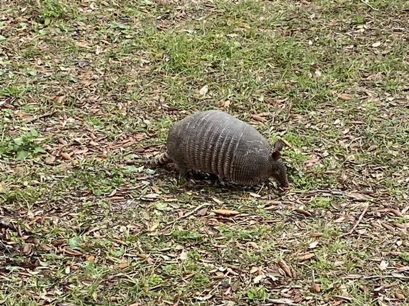 Just one of the many indigenous species you might run across during your visit to Fort Pickens Campground