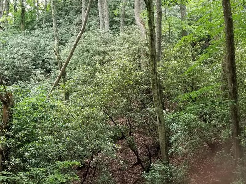 View from primitive campsites at Rock Castle Gorge Backcountry Campground.