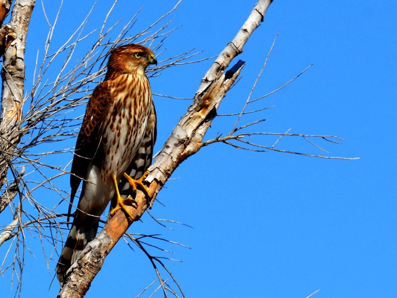 There's abundant wildlife in and around Twin Peaks Campground.