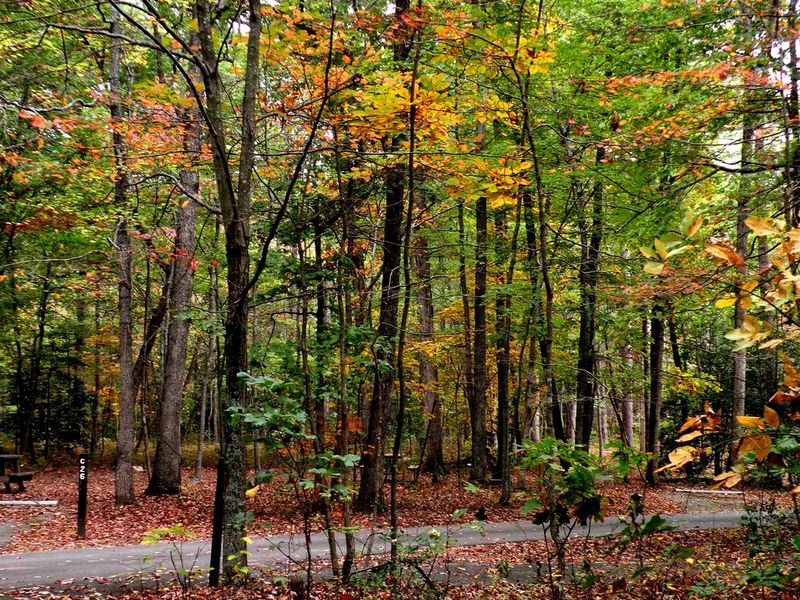 Campsites in Oak Ridge Campground in fall