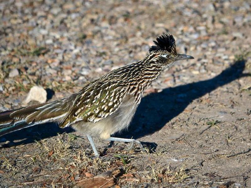 A Roadrunner (Geococcyx variegata)