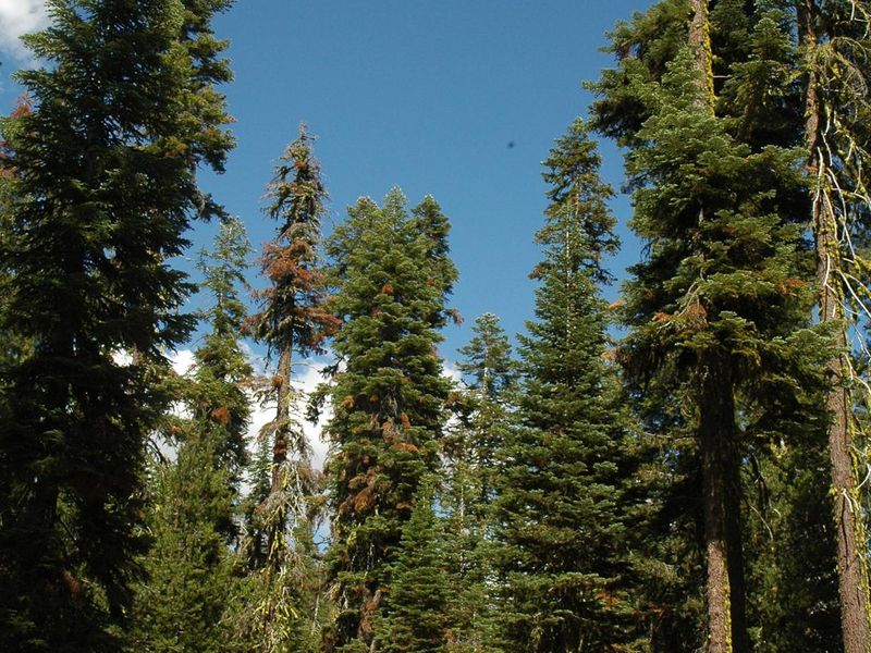 All campsites are accessed by a short walk from the parking area.