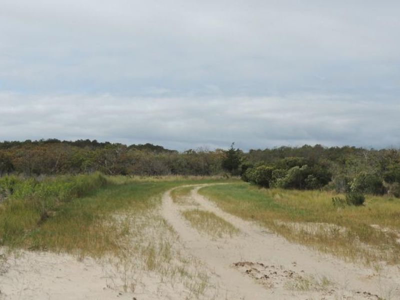 Pine Tree Access Road