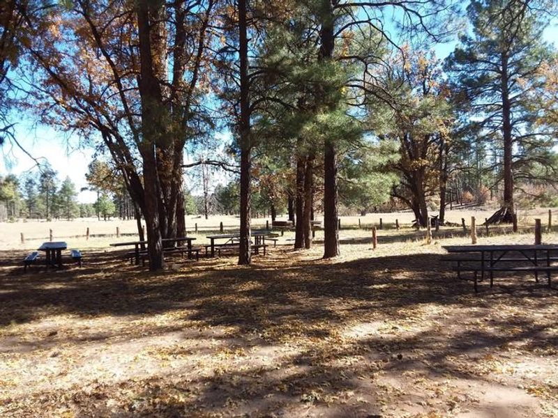 Group picnic site.