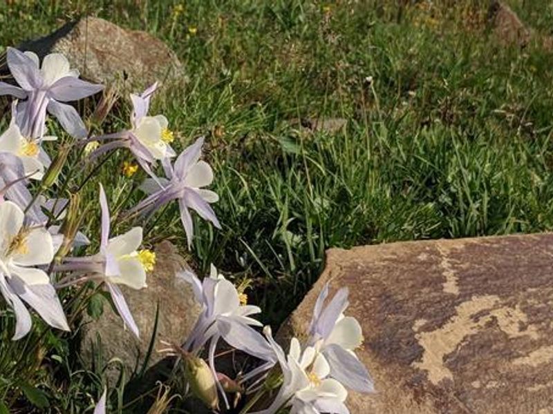 Medicine Bow-Routt NF summer flowers