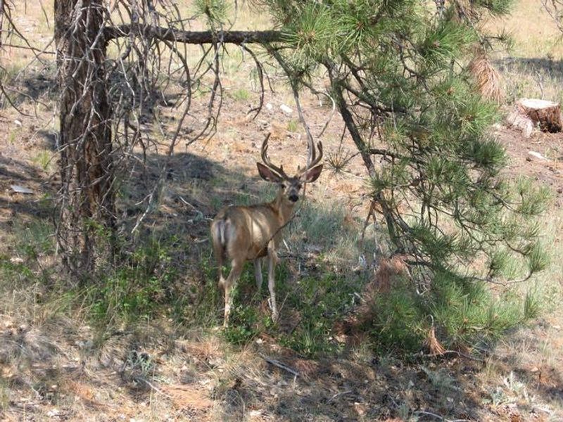 A Buck relaxing in the shade under a tree