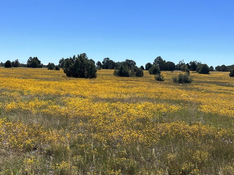 Meadow at Forked Pine Campground - September 2023
