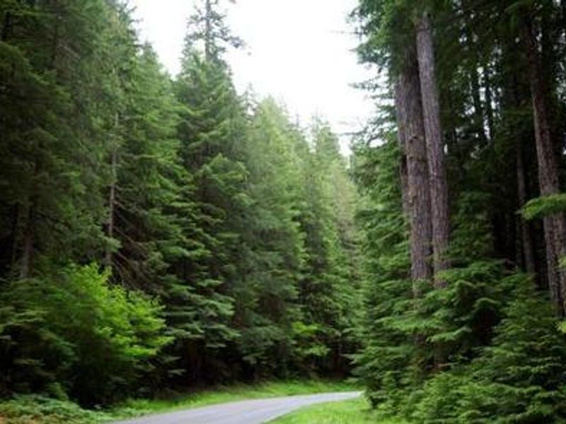 Forest Path near Sol Duc Hot Springs