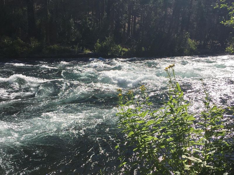 Monty is on the Metolius River