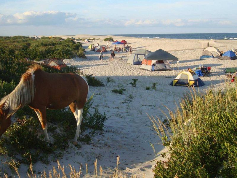 Wild horses are frequent visitors in the campground.  Safety guidelines require a 40-foot distance between person and horse.