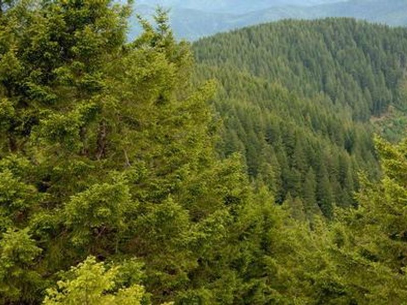 View from Bald Knob Lookout