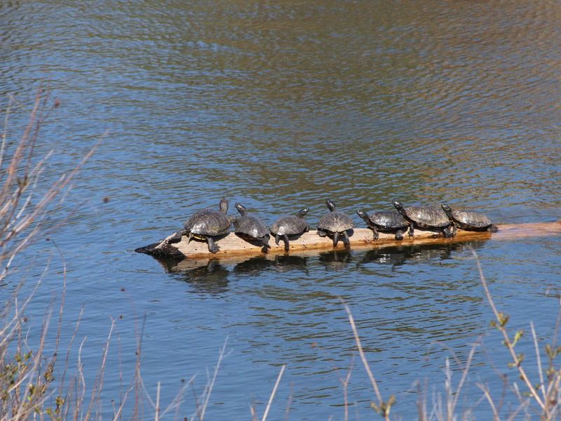 Wichita Mountains is home to a variety of creatures including the colorful red-eared slider (Trachemys scripta elegans).