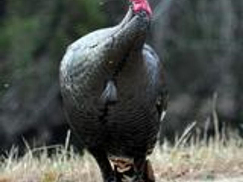 LOFERS BEND WEST TURKEY