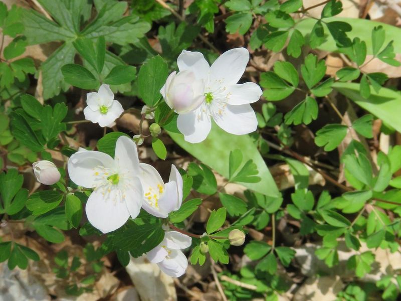 Wildflowers abound at the Chippewa campground in the spring