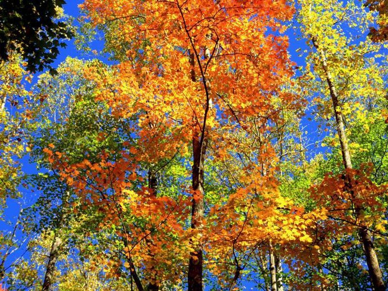 Colorful Cosby in the fall
