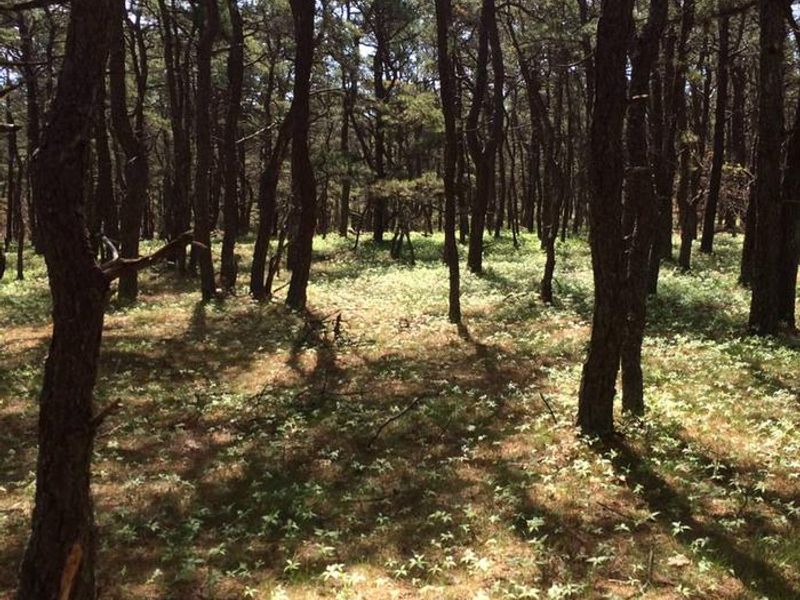 Just a few hundred yards from the ocean, the Le Count Beach House is situated in a quiet Cape Cod pine forest. Enjoy the sights and sounds of the woods from your cottage's backyard.