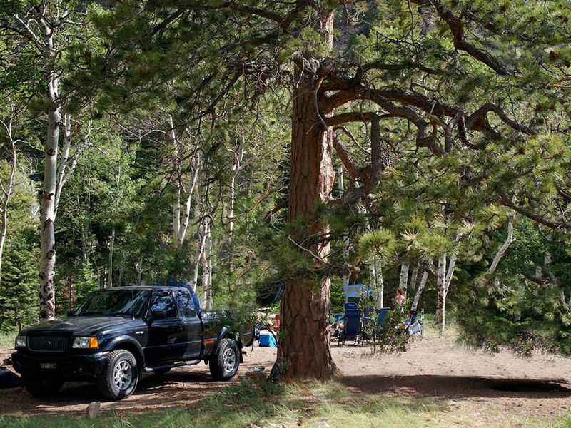 Campsites along the road generally have tall trees for shade.
