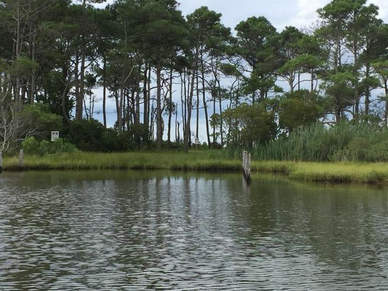 View of Pine Tree from water