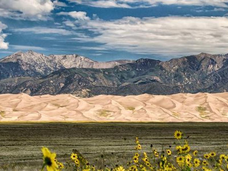 Pinon Great Sand Dunes National Park