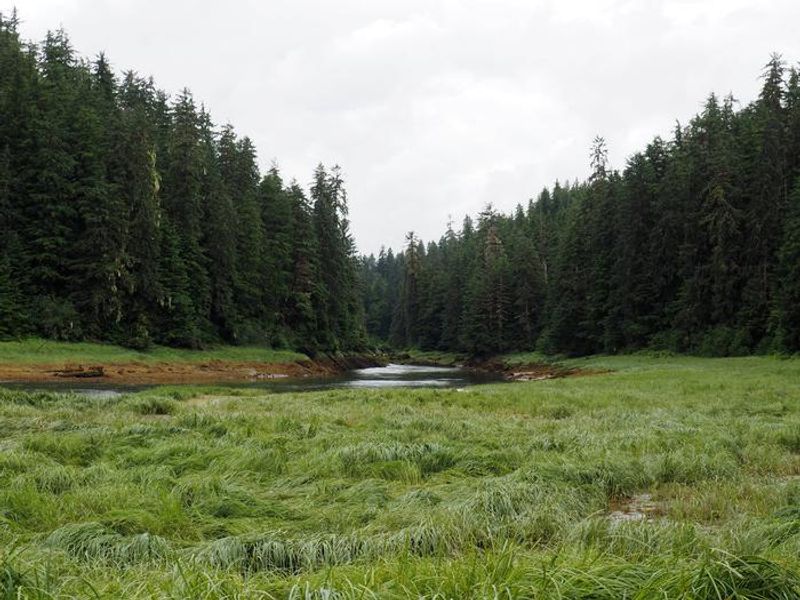 View up the Harding River