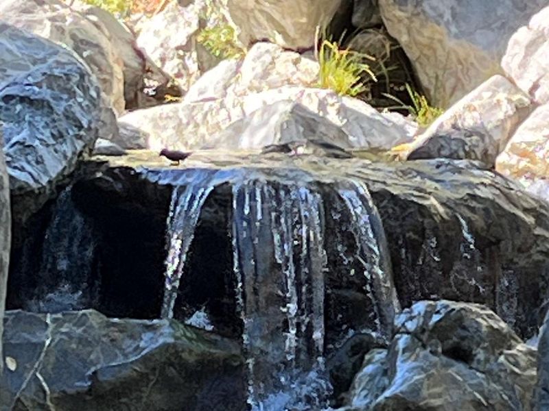 Willow Creek off Boise Campground Trail