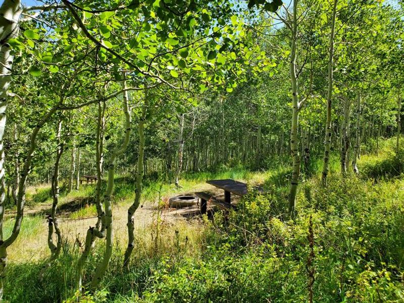 Gooseberry Group Campground Site #6