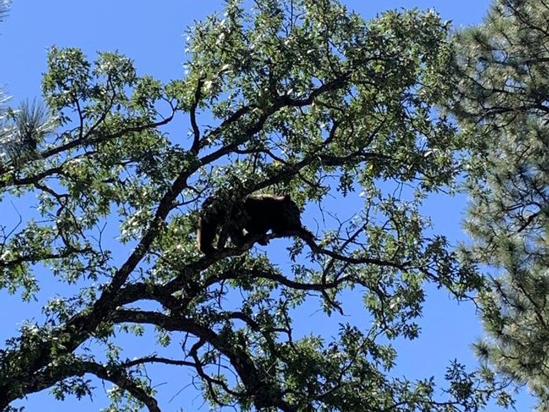 A black bear, at 8,000 feet, climbing into the tops of the trees