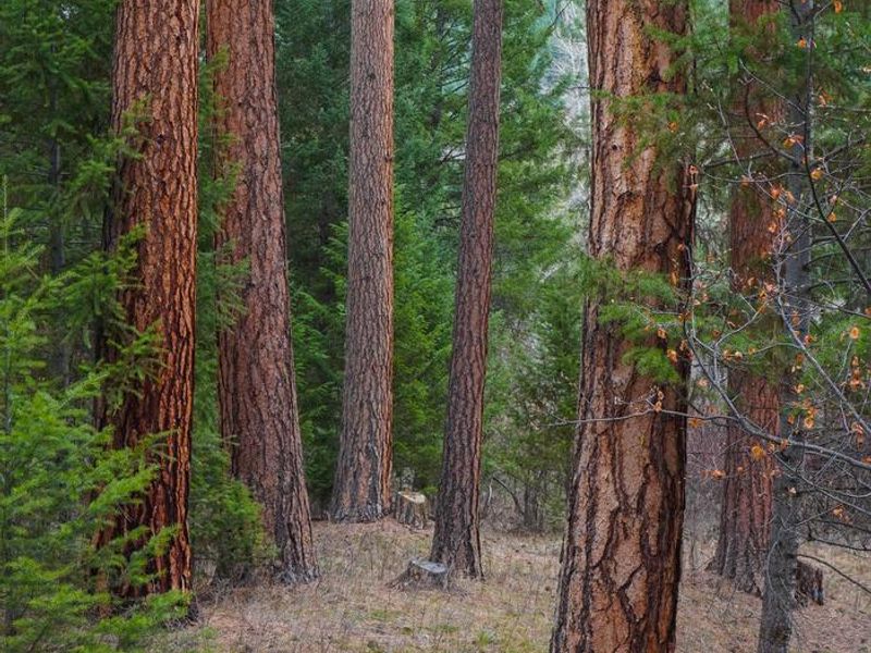 Alta Campground Ponderosa Pine Trees