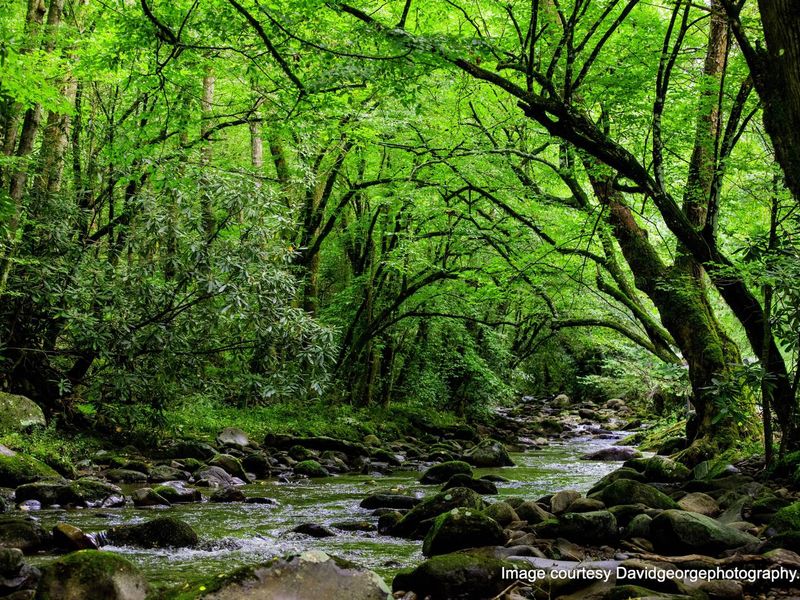 Cosby Creek accessible via trails and cosby campground road. 