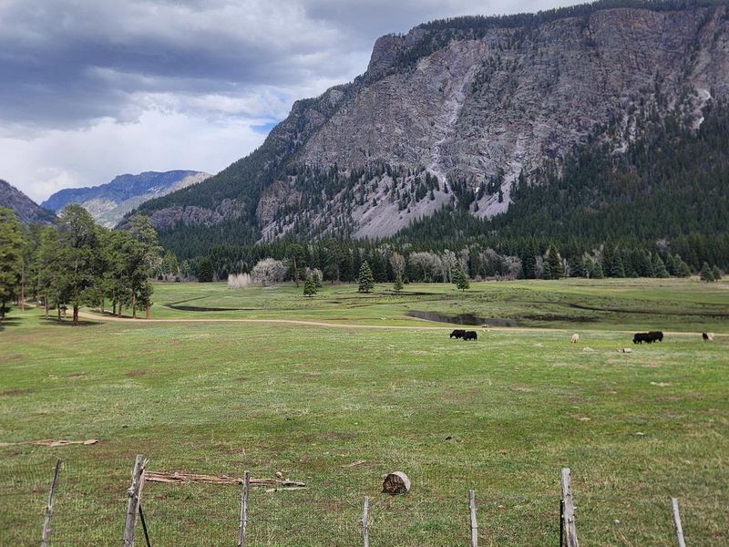 Overlooking Granite Peaks Ranch, Yaks grazing in meadow.