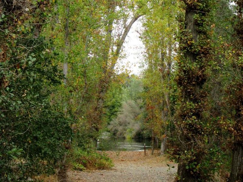 Cottonwood lined trail leading down to the Stanislaus River