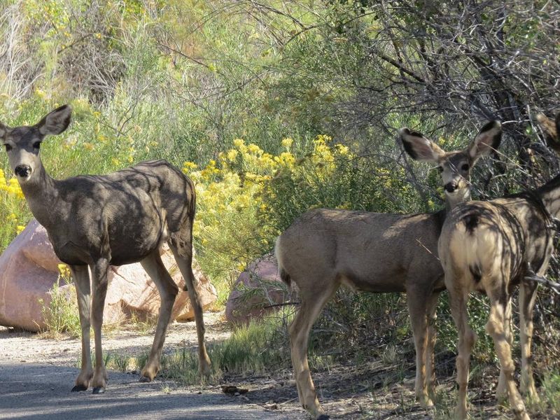 Three deer wandering through C loop.