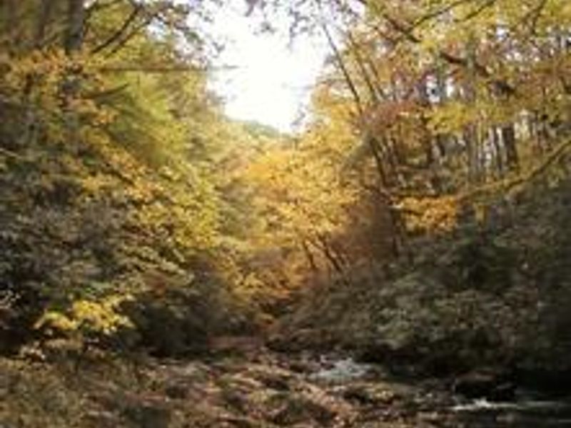 Laurel Fork at Dennis Cove Campground