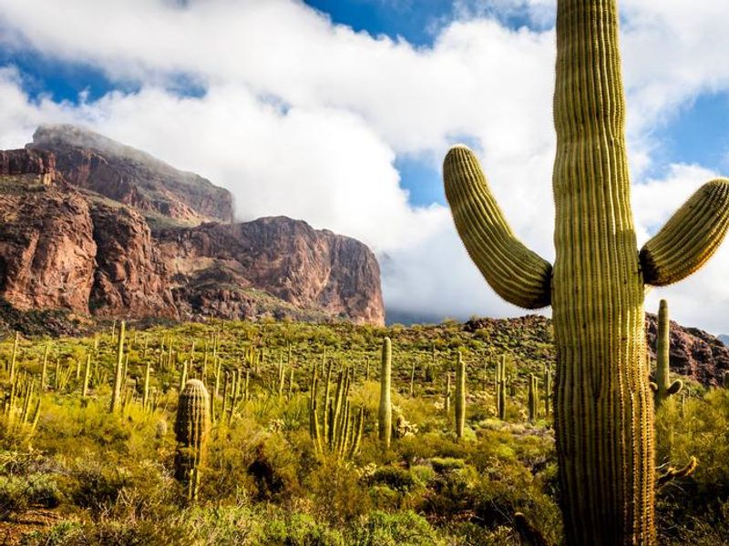 The cacti are excited to see you at Organ Pipe Cactus!