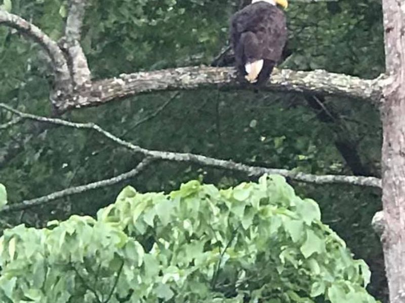 East Lynn Lake has recently become home to several bald eagles. They can commonly be seen resting or flying overhead in the campground throughout the year.